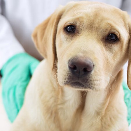 pubblicità per ambulatori veterinari